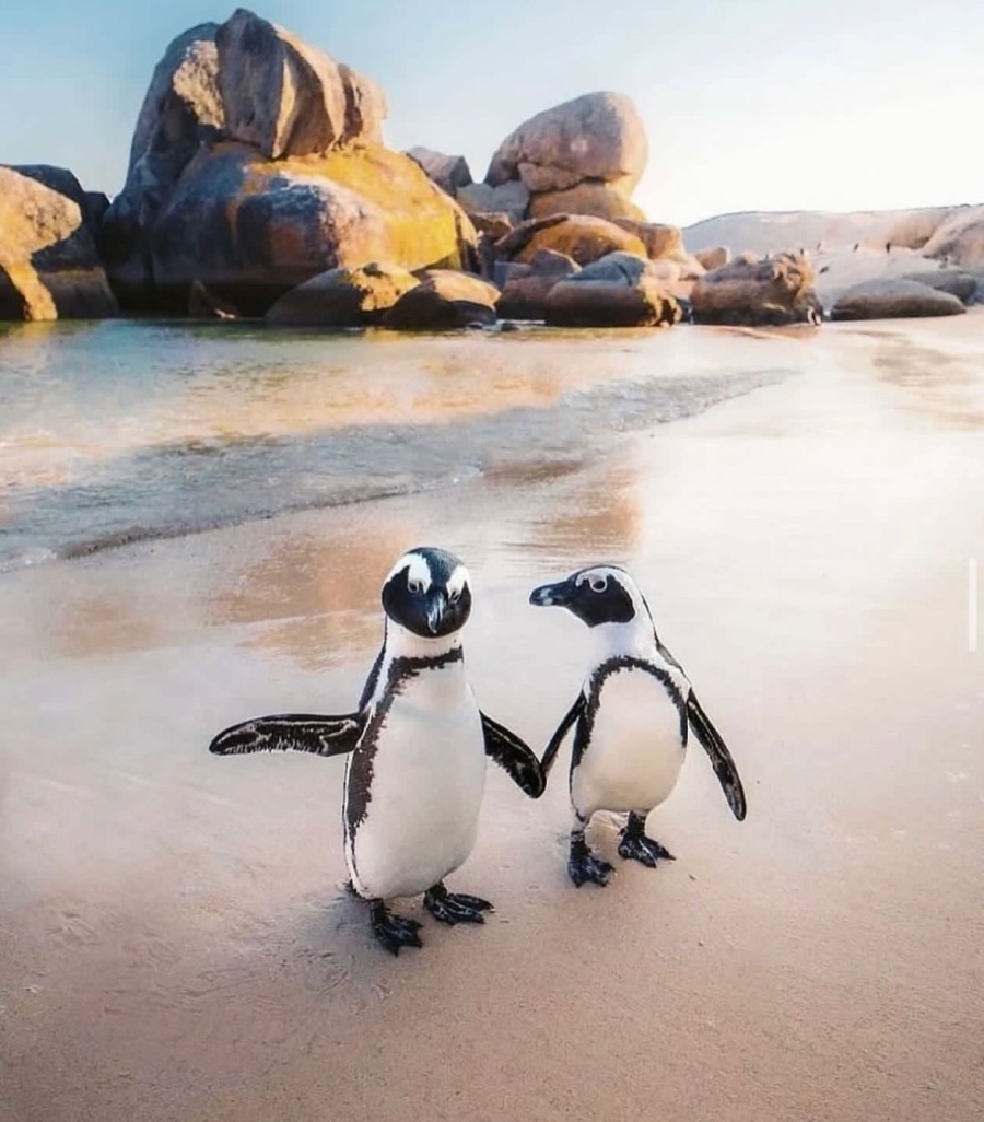 CAPE TOWN - SUN CITY - JOHANNESBURG